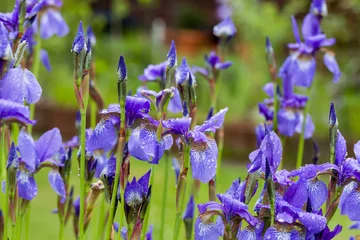Schilderijen op glas Closeup of blooming purple Iris sibirica sibirian iris in spring with raindrops in front of natural green background. Selective focus. Shallow depth of field. © gerduess