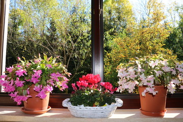 Alpine violets and Christmas cacti blooming at the window sill