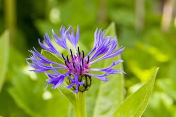 Close up of purple blossom of centaurea montana mountain cornflower with natural green background. Selective focus. Shallow depth of field.