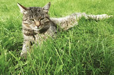 Naklejka na ściany i meble Вeautiful cat is lying on the green grass.
