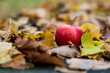 autumn, red apple lying on the leaf