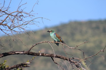 Obraz premium South Africa Nature and Wild Life