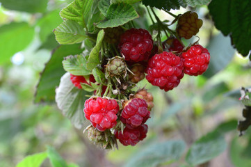Juicy raspberries bunch ripe in the garden, harvest red raspberries.