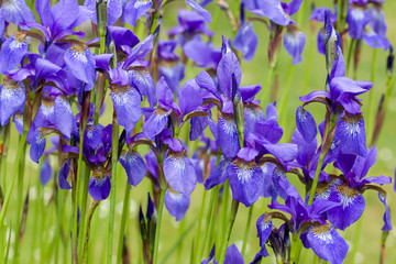 Closeup of blooming purple Iris sibirica sibirian iris in spring  in front of natural green background. Selective focus. Shallow depth of field.