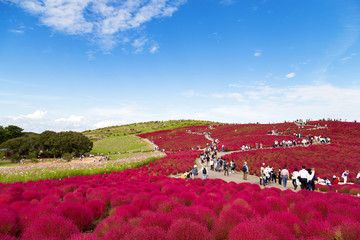 Naklejka premium turystów korzystających piękny widok wzgórze roślin kochia w sezonie jesiennym z błękitne niebo w Hitachi Seaside Park, Ibaraki, Japonia. Hitachi Seaside Park to popularna miejscowość turystyczna w Japonii.