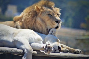 Fototapeta premium Lion Couple enjoying each other