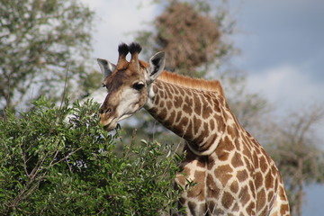 South Africa Nature and Wild Life