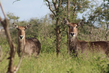 South Africa Nature and Wild Life