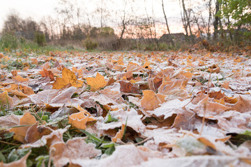 Hoarfrost on fallen leaves and green grass in cold morning.