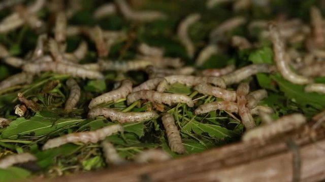 Silkworms squirm inside a basket.