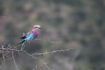 South Africa Nature and Wild Life