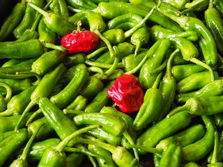 pimientos del padrón