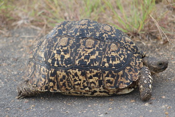 South Africa Nature and Wild Life