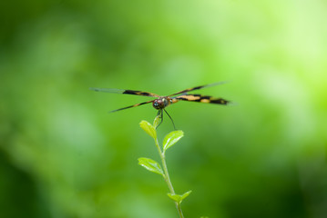 Dragonfly still on plant.