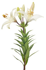 Fototapeta na wymiar isolated white lily flower with three buds