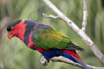 black capped lory