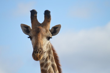 Obraz premium Giraffe detailed