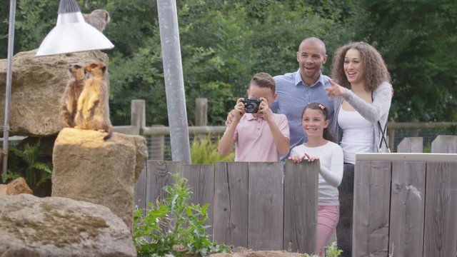  Happy family looking at meerkats & taking photos at wildlife park
