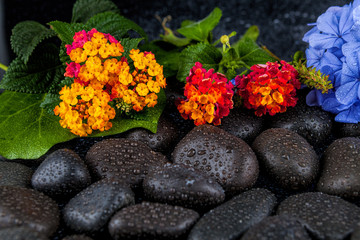 Obraz na płótnie Canvas Beautiful spa background of flowers on black stones with drops