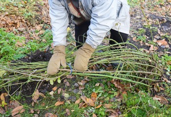 Winter Protection for Garden Roses Bush. How to prepare climbing roses to cover for winter shelter.