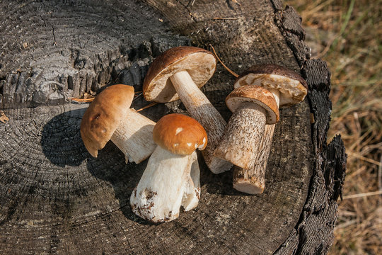 Group of brown cap boletus mushroom (Boletus badius) and porcini mushrooms (Boletus edulis or king bolete) on natural wooden background..