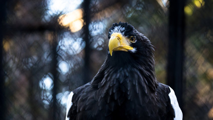 The portrait of Steller's sea eagle, Haliaeetus pelagicus, at sunset