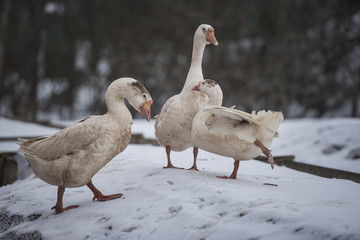 Three white goose