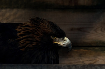 Restriction of freedom concept: Golden Eagle (Aquila chrysaetos) in captivity