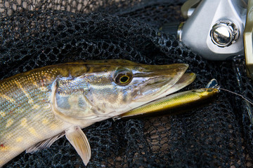 Freshwater pike with fishing lure in mouth and fishing equipment lies on black fishing net..