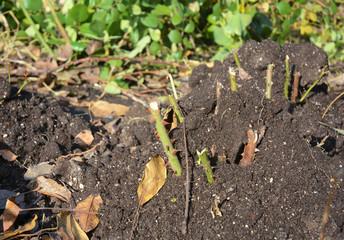 Winter Protection for Garden Roses Bush with Peat. Garden roses insulation with peat in autumn.