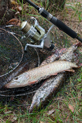 Close up view of freshwater pike fish lies on landing net with fishery catch in it and fishing rod with reel..