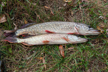 Close up view of freshwater pike fish lies on green grass..