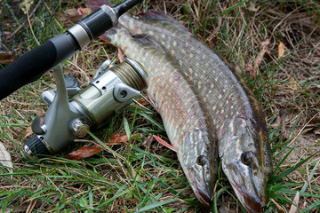Freshwater pike fish and fishing equipment lies on green grass..