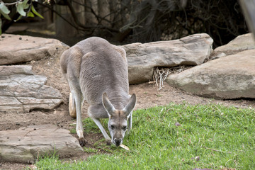 red kangaroo