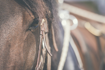 Détail cheval de trait