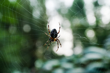 Spinne im Spinnennetz