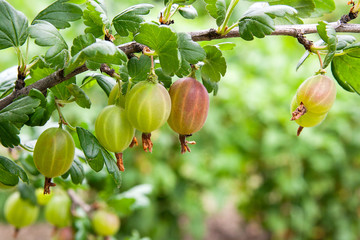 Branch of gooseberry with green berries and leaves in the garden..
