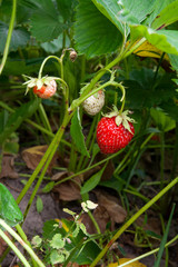 Ripe berries and foliage strawberry. Strawberries on a strawberry plant on organic strawberry farm..