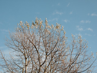beautiful bare autumn branches in cloudy sky background