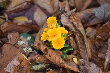 Autumn flowers