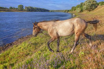 young horse on the shore