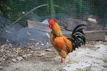 taiwan chicken farm