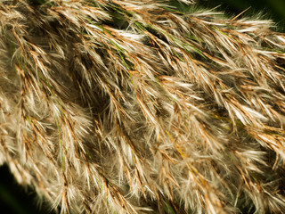 beautiful close up of reed grass texture tops