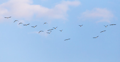 a flock of seagulls in the sky at sunset