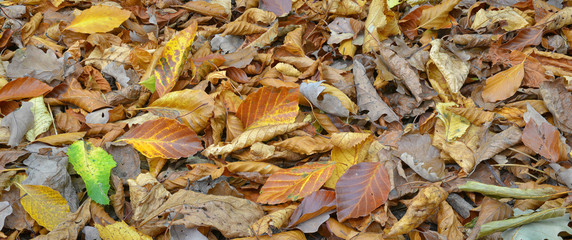 Banner Herbstlaub