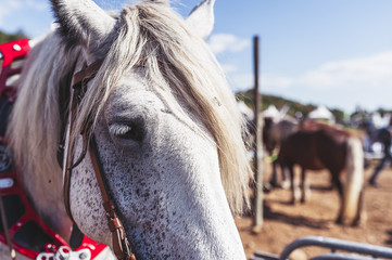 Cheval de traction agricole