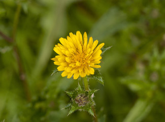 close up top view of opening yellow dandelion flower head petals grass background
