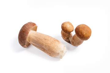 Several porcini mushrooms known as boletus edulis isolated on white background.