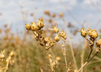 dry prickly grass against the sky