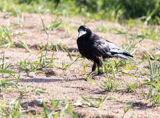black crow in the grass on the nature